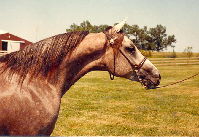 Mardi Gras as a Yearling